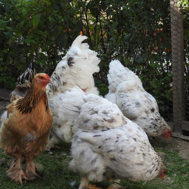 Brahma Hühner