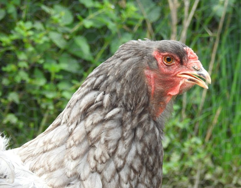 Brahma Huhn Blau